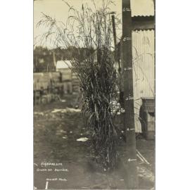 Paspalum grown on Dorrigo