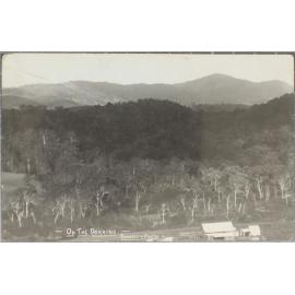 On the Dorrigo (2)