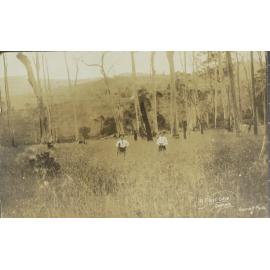 A First Crop, Dorrigo