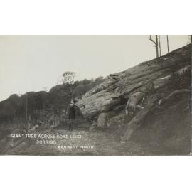 Giant Tree Across Road, Leigh, Dorrigo