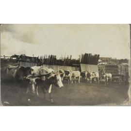 Bullock team in mill yard