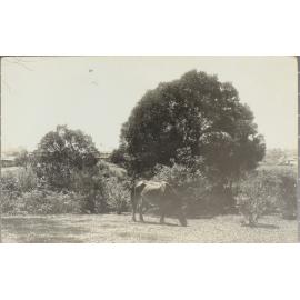 Horse grazing near town, [Dorrigo?]