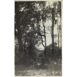 A home among the gum trees, [Dorrigo?]