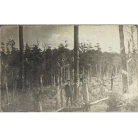 A clearing with fallen trees, [Dorrigo?]