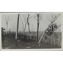 Trees without folliage, [Dorrigo?]