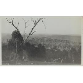 Mountain view, [Dorrigo?]