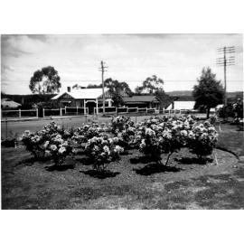 Armidale Teachers' College: Rose garden, looking east towards Faulkner Street, c. 1940