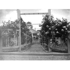 Armidale Teachers' College: Rose trellis, looking east towards Faulkner Street, c. 1940