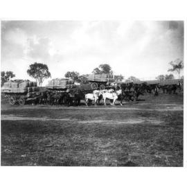 Wool wagons drawn by horses, 1895-1897