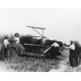 Harvesting oaten hay - horse-drawn reaper on "Cottesbrook"