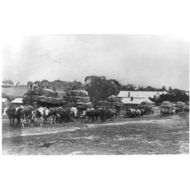 Loaded bullock teams in Salisbury Street, Uralla, with P. McAlister's store, c. 1900