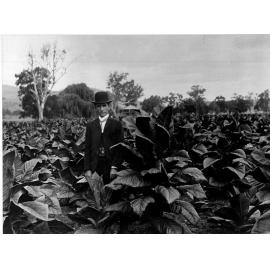 Tobacco growing, W.F. Robey's Farm, Mornington, Tamworth district