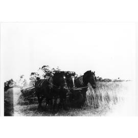 Harvesting oats for hay, 'Rockdale', Dumaresq, using horse-drawn reaper and binder