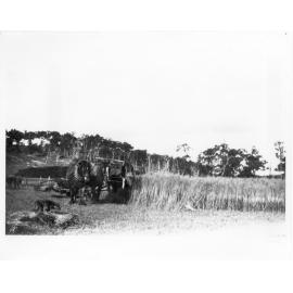 Stan Ferris cutting a crop of oats at 'Rockdale', Dumaresq, using horse-drawn reaper and binder
