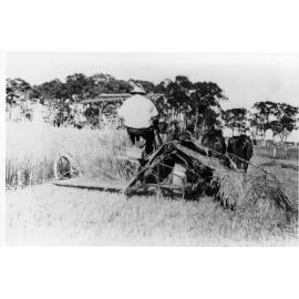 Stan Ferris cutting a crop of oats at 'Rockdale', Dumaresq, using horse-drawn reaper and binder