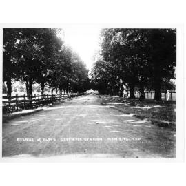 Avenue of elm trees on Gostwyck Station, New England, NSW