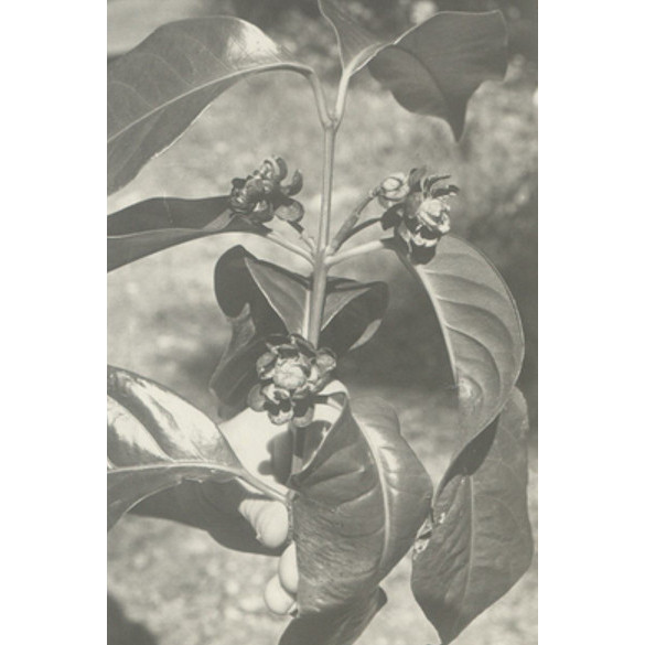 NCW Beadle Collection