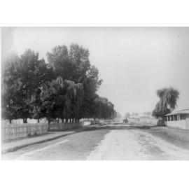 Willows and "oak" trees, Rusden Street, Armidale, NSW 