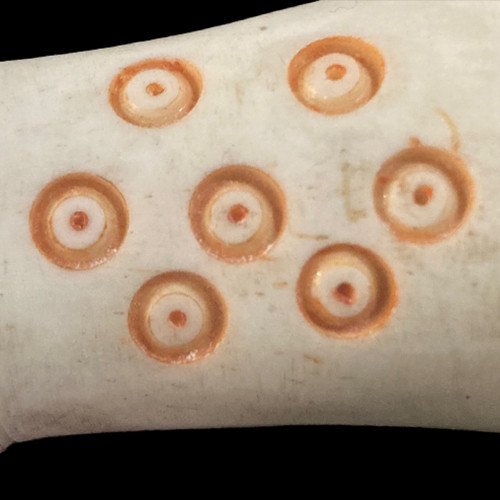 Cabinet of Curiosities