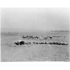 Sheep, cattle, and horse team, possibly on Saumarez Station