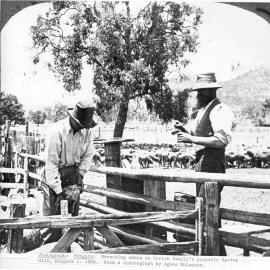 Drenching sheep on Horton family's property, Spring Hill, Bingara, c. 1900