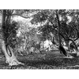 Old scar left in white mangrove tree by removal of oval section for shield or coolamon