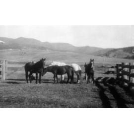 Horses in yards at Towal Creek, Comara, Landers Property