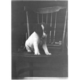 A photo of a young dog sitting on a wooden chair
