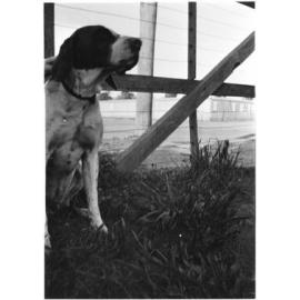 A photo of a dog