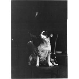 Small dog sitting on chair