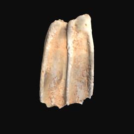 MA1978.175.1-22 Tools 6, shells 2, and flints 14