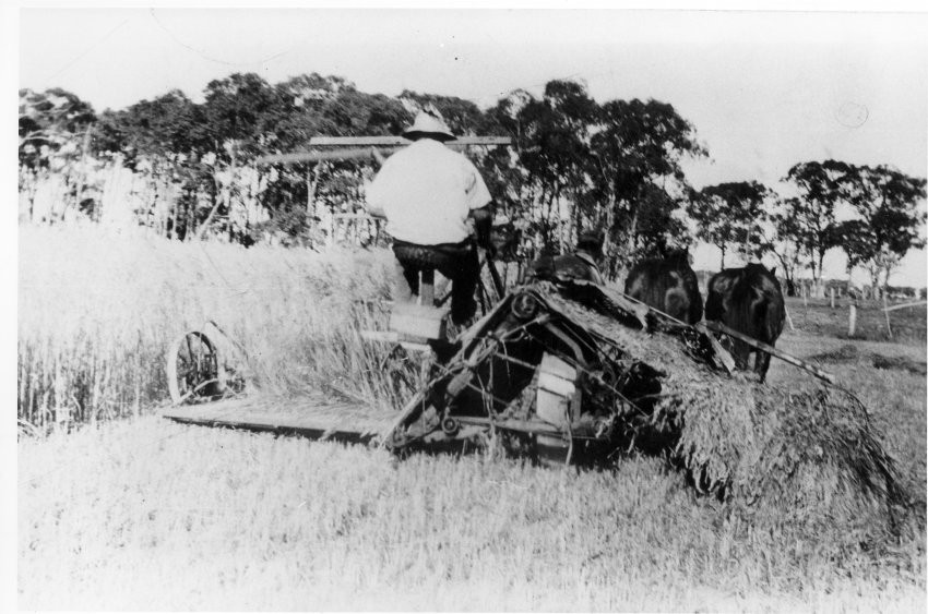 Stan Ferris cutting a crop of oats at 'Rockdale', Dumaresq, using horse-drawn reaper and binder