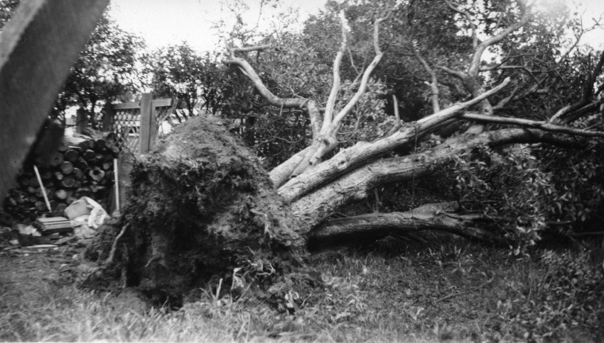 Fallen tree after tornado, Armidale, 1945