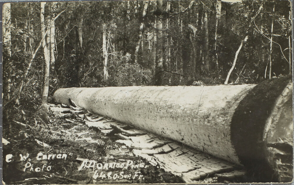 A felled Dorrigo Pine