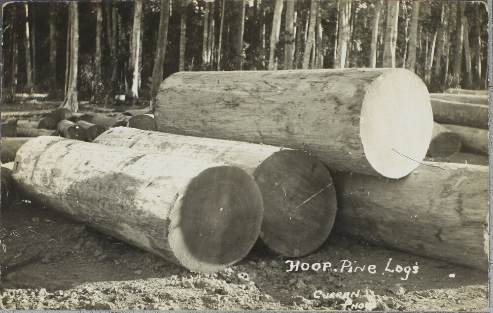 Hoop Pine Logs
