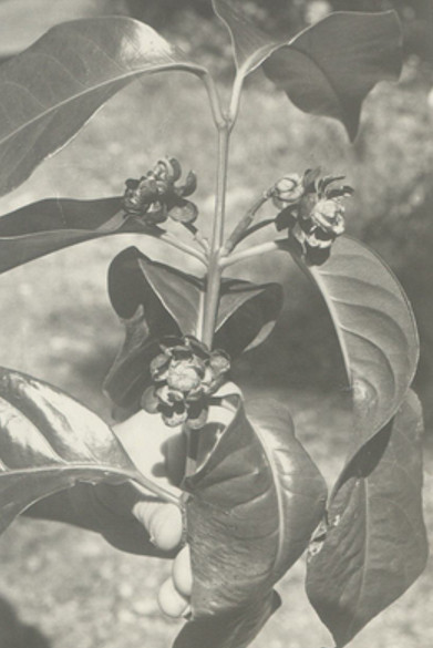 NCW Beadle Collection